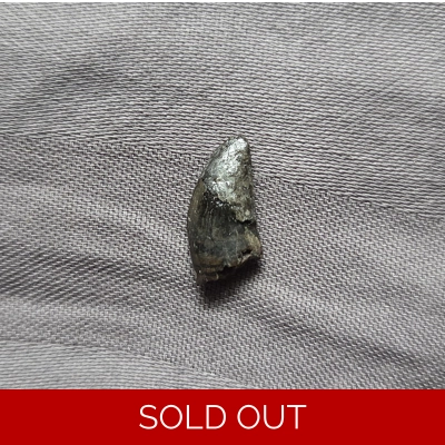 Rare Old Museum Dromaeosaur Raptor Theropod Dinosaur Tooth Fossil Judith River